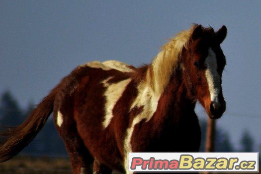 Klisnička APH – fotografie 2
