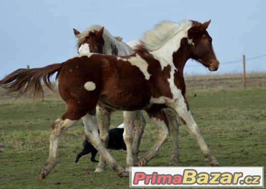 Klisnička APH – fotografie 3