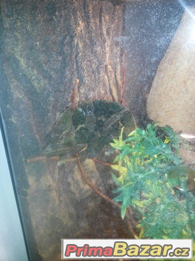 Agama Vousata + Chameleon jemenský – fotografie 2