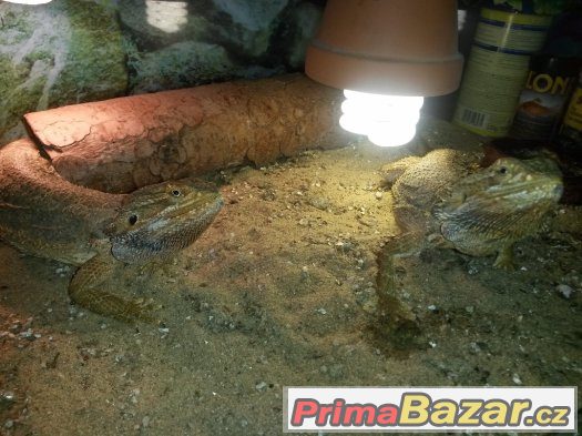 Agama Vousata + Chameleon jemenský – fotografie 4