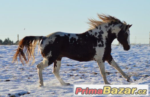 Připouštění homozygotním hřebcem APH – fotografie 1