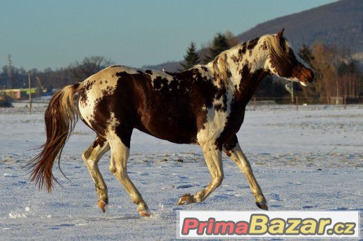 Připouštění homozygotním hřebcem APH – fotografie 2