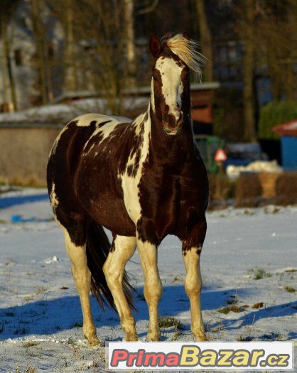 Připouštění homozygotním hřebcem APH – fotografie 4