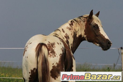 Připouštění homozygotním hřebcem APH – fotografie 5