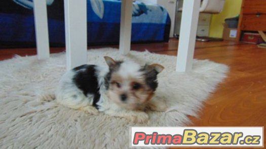 Biewer yorkshire terrier - fenečka s PP – fotografie 1