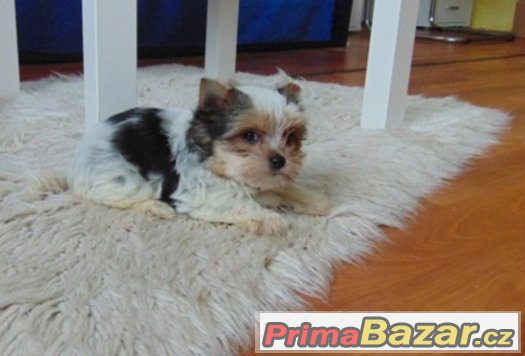 Biewer yorkshire terrier - fenečka s PP – fotografie 2