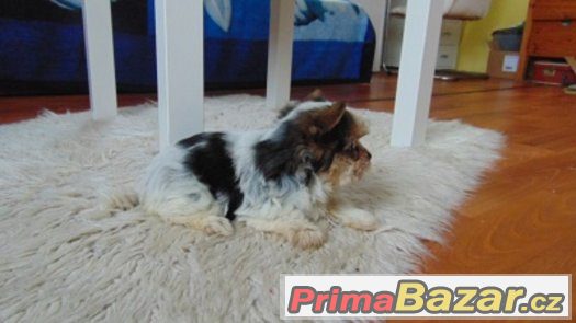 Biewer yorkshire terrier - fenečka s PP – fotografie 3