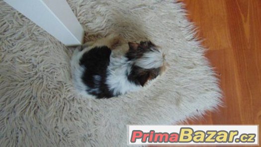 Biewer yorkshire terrier - fenečka s PP – fotografie 4