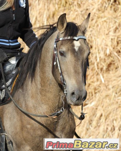 Připouštění importovaným hřebcem AQH - MITO POKE - buckskin – fotografie 1