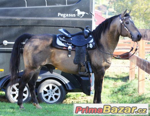 Připouštění importovaným hřebcem AQH - MITO POKE - buckskin – fotografie 2