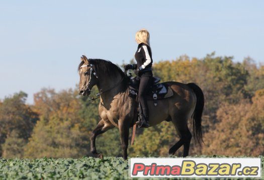 Připouštění importovaným hřebcem AQH - MITO POKE - buckskin – fotografie 3