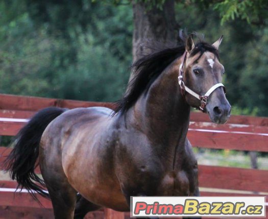 Připouštění importovaným hřebcem AQH - MITO POKE - buckskin – fotografie 5