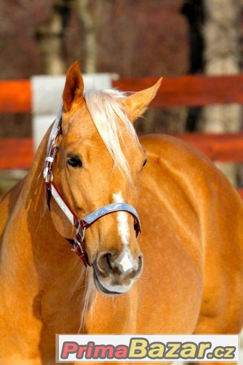 Připouštění nádherným plemenným hřebcem AQH - palomino – fotografie 1