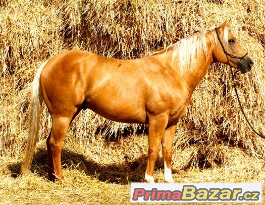 Připouštění nádherným plemenným hřebcem AQH - palomino – fotografie 2