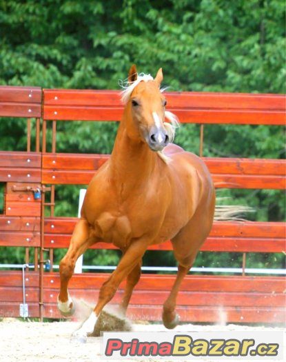 Připouštění nádherným plemenným hřebcem AQH - palomino – fotografie 3