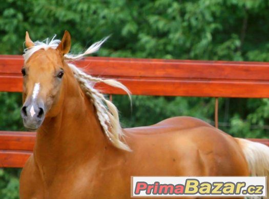Připouštění nádherným plemenným hřebcem AQH - palomino – fotografie 4