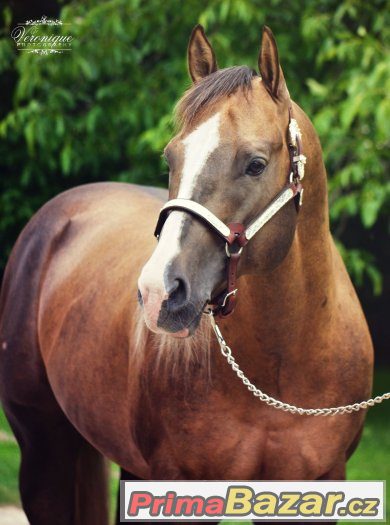 Připouštení Quarter Horse hřebcem A JAC O RIMA – fotografie 2