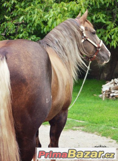 Připouštení Quarter Horse hřebcem A JAC O RIMA – fotografie 3