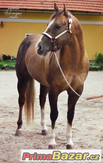 Připouštení Quarter Horse hřebcem A JAC O RIMA – fotografie 4