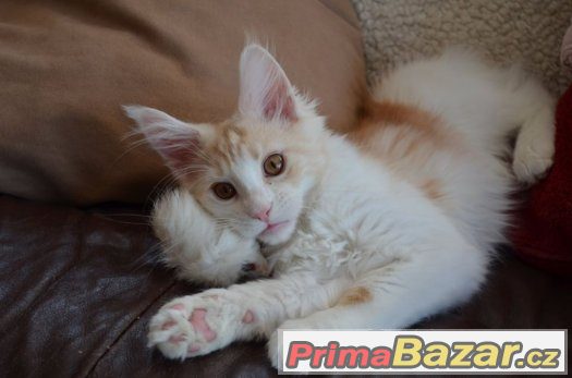 Mainská mývalí koťátka s PP – fotografie 2
