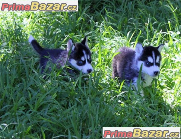 Sibirsky husky