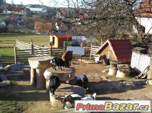 Holandské zakrslé kozyčky  snizuji stav – fotografie 3