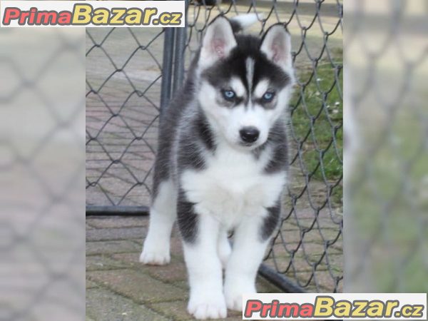 štěňata očkovaná sibiřský husky na prodej