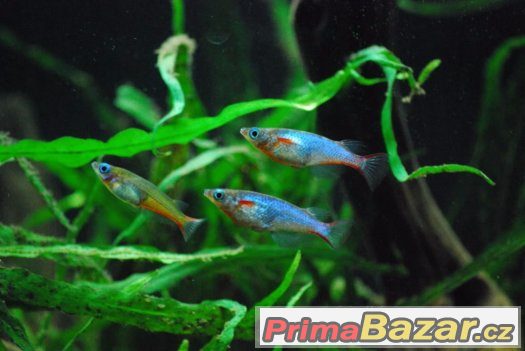 Oryzias woworae – fotografie 1