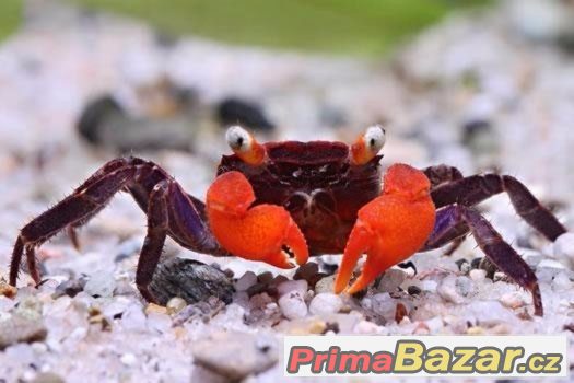 Geosesarma sp. red devil – fotografie 1
