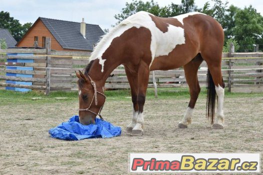 HORSEMANSHIP pro začínající koňáky ;-) – fotografie 1