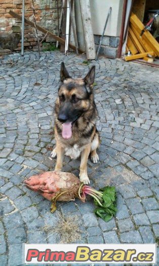 Nabízím psa NO ke krytí – fotografie 2