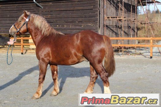 Připouštění slezským norickým hřebcem- 2202 Burbon z Lovčič – fotografie 1
