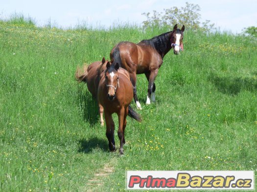 ošetřovatel koní , správce areálu -Kroměřížsko – fotografie 1