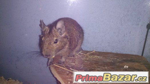 Daruji osmáka degu – fotografie 1