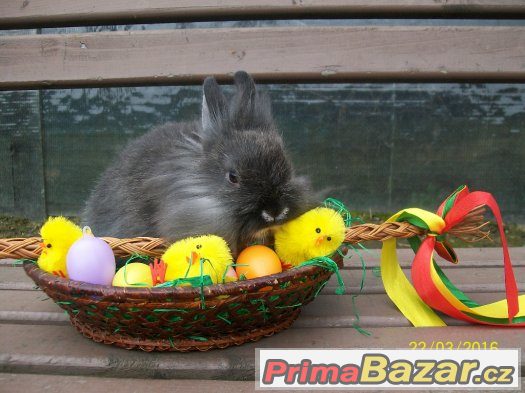 Zakrslí králíčci a beránci- odběr klidně na Velikonoce ♥ ♥ ♥ – fotografie 2