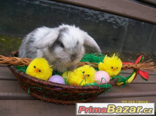 Zakrslí králíčci a beránci- odběr klidně na Velikonoce ♥ ♥ ♥ – fotografie 4