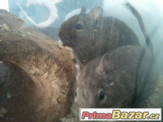 Osmak degu – fotografie 1