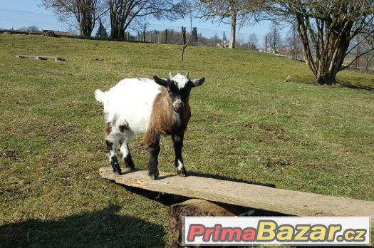 HOLANDSKÁ ZAKRSLÁ KOZA – fotografie 2