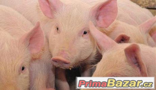 Prodam selatka 50-60kg – fotografie 1