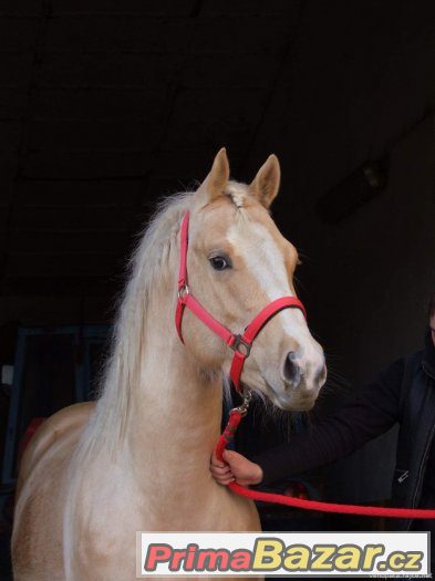 Připouštění Quarter horse hřebcem - zaváděcí cena – fotografie 1