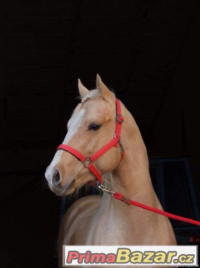 Připouštění Quarter horse hřebcem - zaváděcí cena – fotografie 2