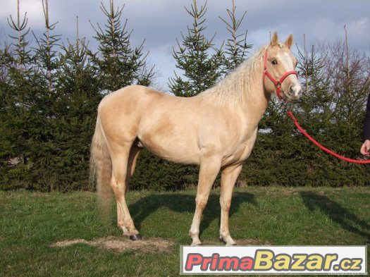 Připouštění Quarter horse hřebcem - zaváděcí cena – fotografie 4