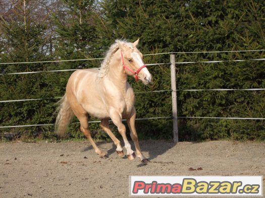 Připouštění Quarter horse hřebcem - zaváděcí cena – fotografie 5