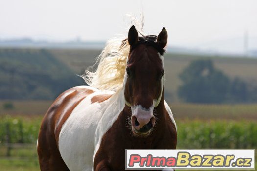 Levné připouštění hřebcem PAINT HORSE – fotografie 1