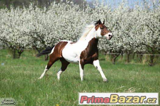 Levné připouštění hřebcem PAINT HORSE – fotografie 2