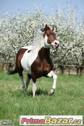 Levné připouštění hřebcem PAINT HORSE – fotografie 3