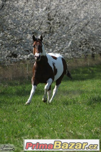 Levné připouštění hřebcem PAINT HORSE – fotografie 4
