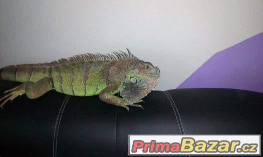 Leguán zelený – fotografie 3