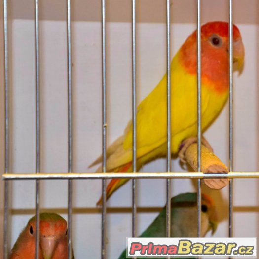 Agapornis růžohrdlý – fotografie 1