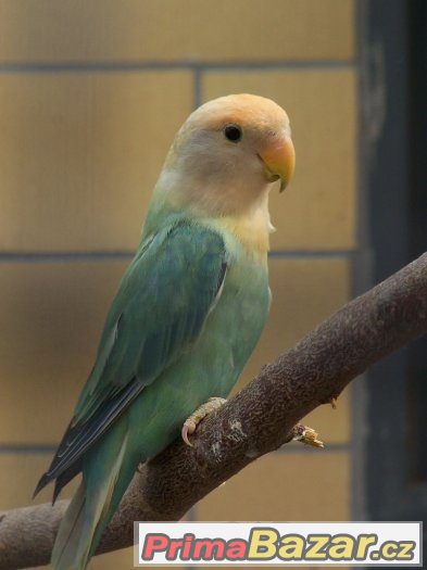 Agapornis růžohrdlý – fotografie 2